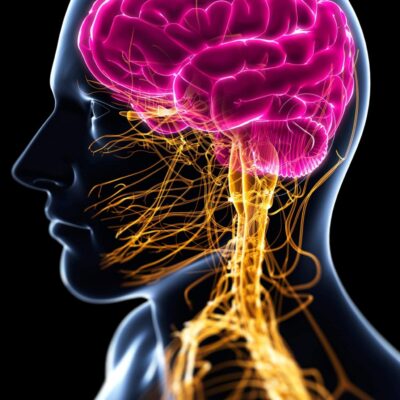 El Sistema Nervioso Autónomo (SNA)